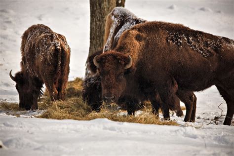 Images Of Buffalo Herds Filebuffalo Herd Grazing Grass Winter Snow
