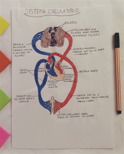 Resumo Visual Do Sistema Circulatório Estudos Studygram Study