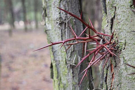 A Bunch Of Thorns On The Bark Of An Acacia Tree Stock Photo Image Of