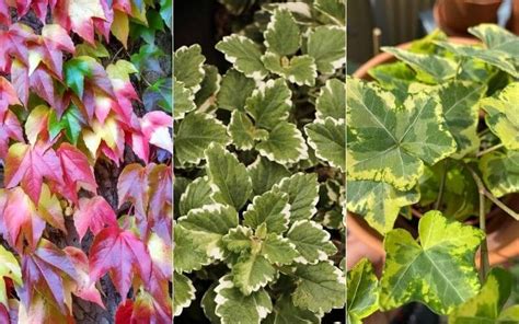 15 Different Types Of Ivy Plants For Indoors And Outdoors