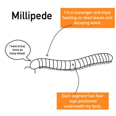 Centipede Or Millipede Whats The Difference
