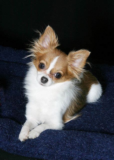 Long Hair Chihuahua Papillon Chihuahua Mix Pets Lovers