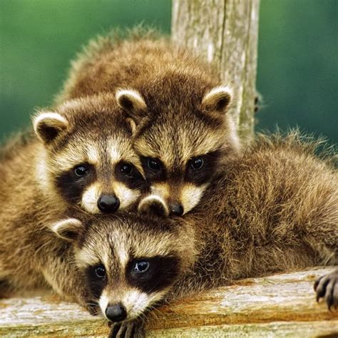 Cute Babyanimals Animals Wildlife Animallovers Raccoons Adorable