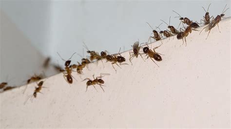 Roombeez » so wirst du ameisen im haus schnell los ameisennester finden hausmittel gegen ameisen ameisen umsiedeln schnelle hilfe.intensiv duftende pflanzen und kräuter sind eine einfache und umweltfreundliche möglichkeit, ameisen zu vertreiben. Ameisen bekämpfen: Tipps & Hausmittel gegen Ameisen im Haus