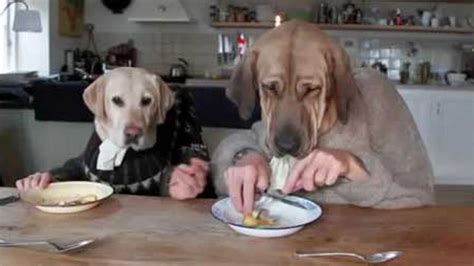 dogs sit    meal   nice restaurant eater