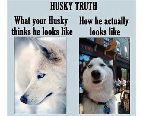 Side By Side Photos Of Stoic Husky And Silly Husky Funny Husky Meme