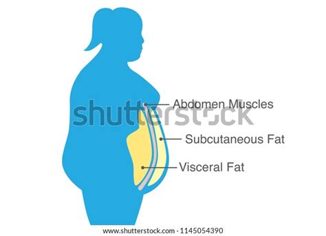 Visceral Fat Subcutaneous Fat That Accumulate Stock Vector Royalty Free 1145054390