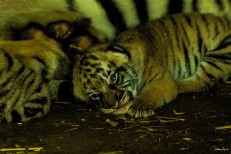 Harimau Malaya Lahirkan 3 Ekor Anak Comel Di Zoo Taiping
