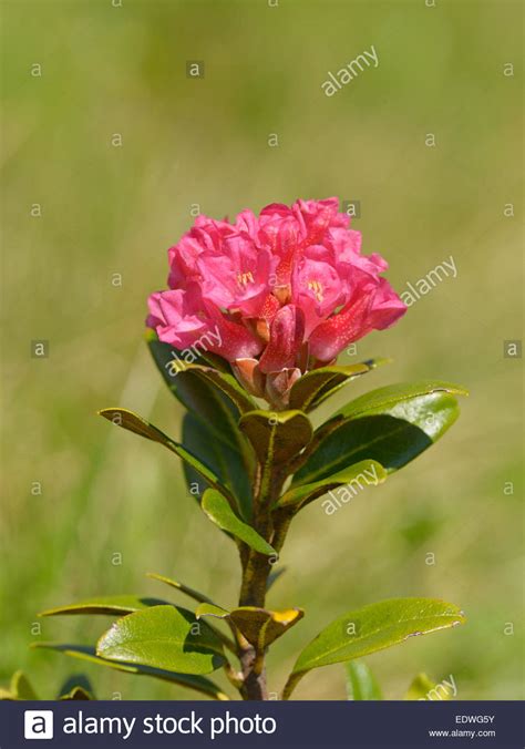 Alpenrose Rhododendron Hi Res Stock Photography And Images Alamy
