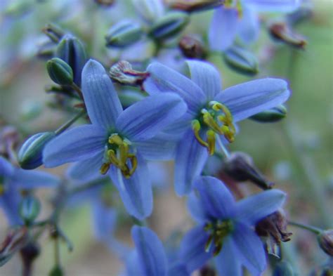 Dianella Caerulea ‘cassa Blue Native Flax Gardening With Angus