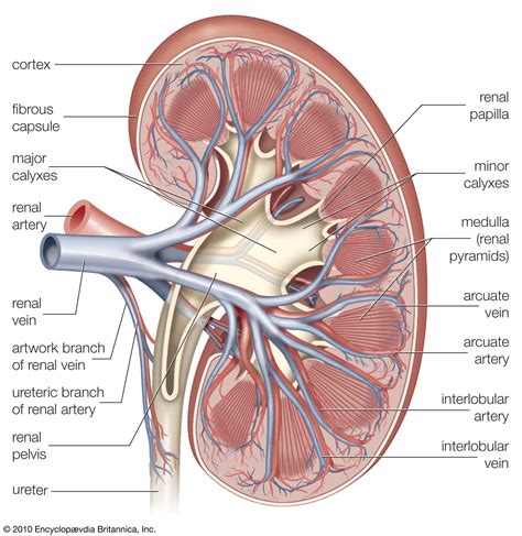 Major blood vessels of the body. Renal papilla | anatomy | Britannica