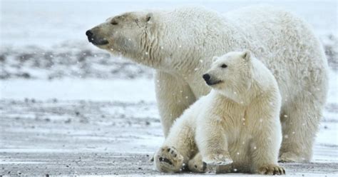 Arctic Polar Bears Are Starving Because Of Climate Change