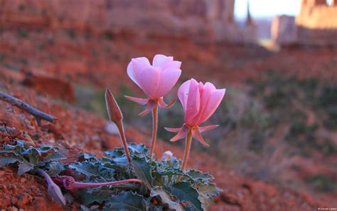 Desert Flowers Different Truths