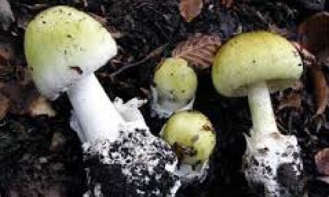 I funghi coltivati sono buoni lo stesso, costano meno ma non hanno un sapore molto intenso e profumato. Vercelli, coppia mangia funghi velenosi: in rianimazione ...