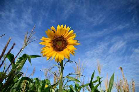 Sunflower Star Stock Photos Pictures And Royalty Free Images Istock