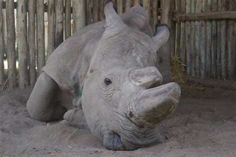 Sudan Northern White Rhino Africa Geographic