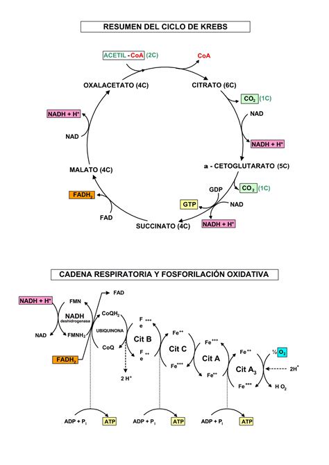 Ciclo krebs y fosforilación PDF