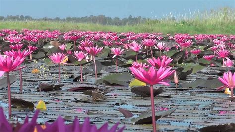 Lotus Red Flowers Sunset Sun Rays The Red Sea In The Province Of Udon