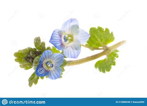 Little Blue Flowers Isolated Stock Photo Image Of Beauty Blossom