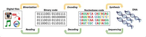Dna Use In Data Storage And Computing
