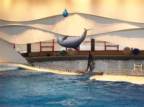 The Baltimore Aquarium Dolphin Show Experience