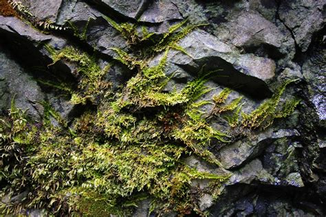 Spreading Moss By Elowah Falls Columbia Gorge Or 062013 City