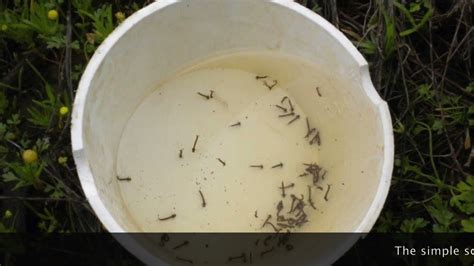 Mosquito Larvae Surveillance Larval Dipping Techniques Youtube