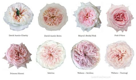 Varieties Of Pink Garden Roses Wedding Roses Direct