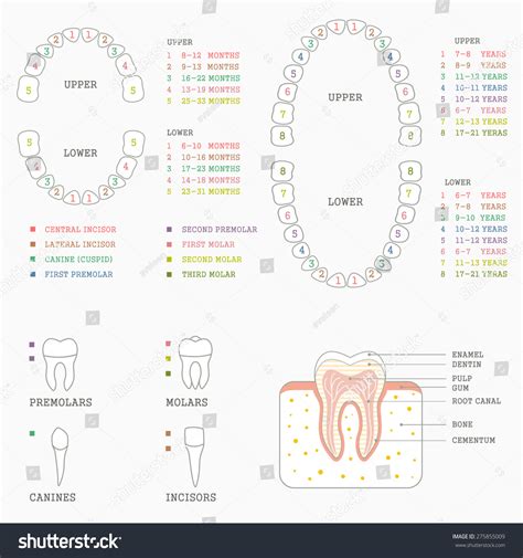 Human Tooth Chart Stock Vector Illustration Of Teeth
