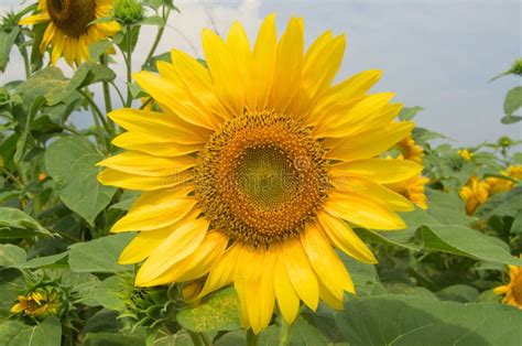 Sunflower In Full Bloom In Field Of Sunflowers On A Sunny Day Stock