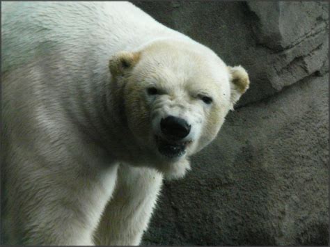 Polar Bear Mean Face By Satanizmihomedog On Deviantart