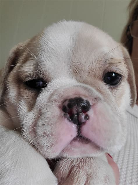 Miniature English Bulldog Puppies For Sale Shelby Nc 408512