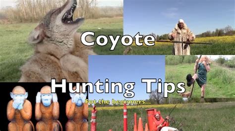 Coyote Hunting Tips For The Beginner Youtube