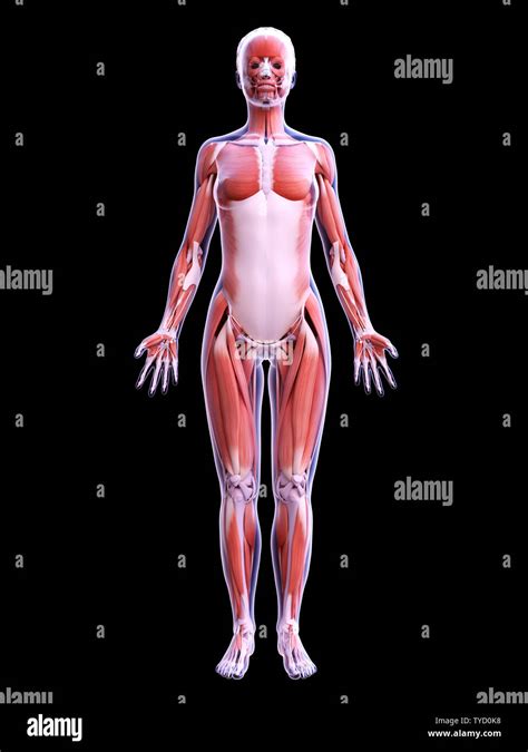3d Rendered Medically Accurate Illustration Of The Female Muscle System