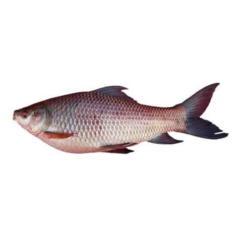 Rohu Yallafish Com Buy Fresh Fish Online In Abu Dhabi