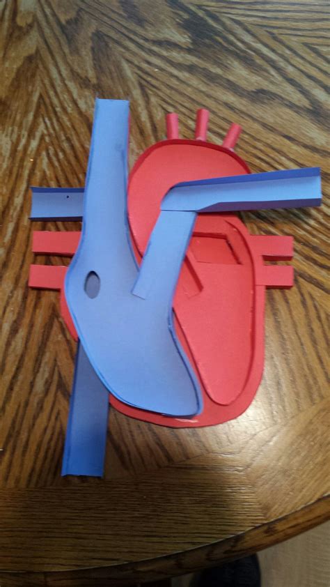 Blood Circulatory System Model Step By Step How To Make Working Model