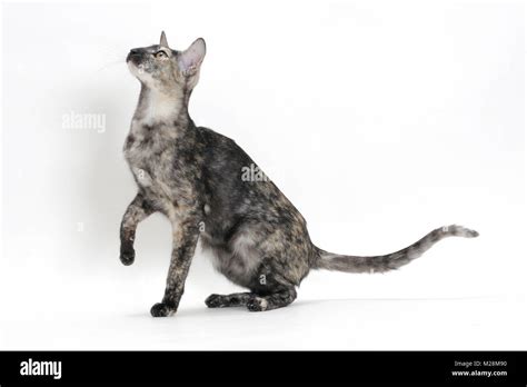 Oriental Tortie Cat Cut Out Stock Images And Pictures Alamy
