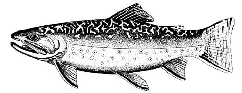 Cutthroat Trout Coloring Page Sketch Coloring Page
