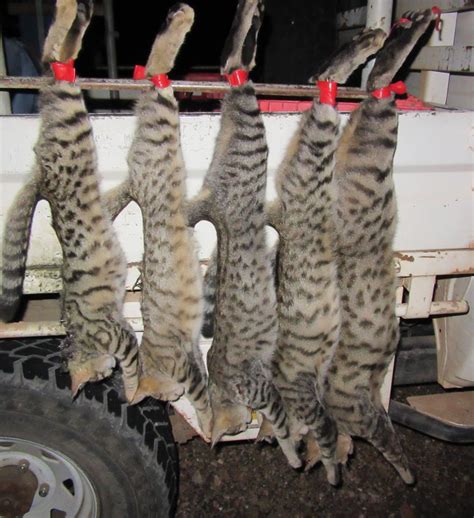 Australian Feral Cat Hunting