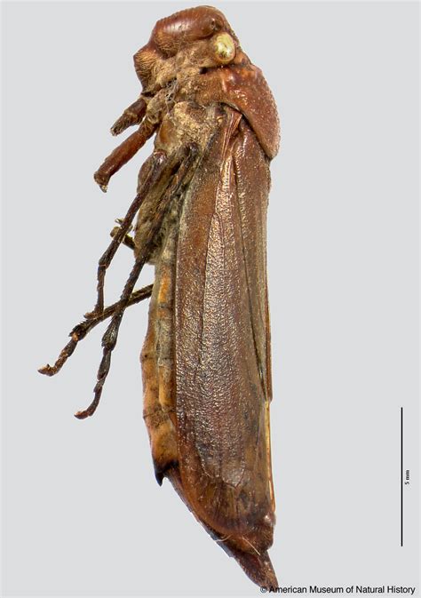 Sharpshooter Leafhoppers Stictoscarta Exoleta Melichar 1926a 278