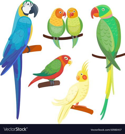 Cartoon Parrots Set Royalty Free Vector Image Vectorstock