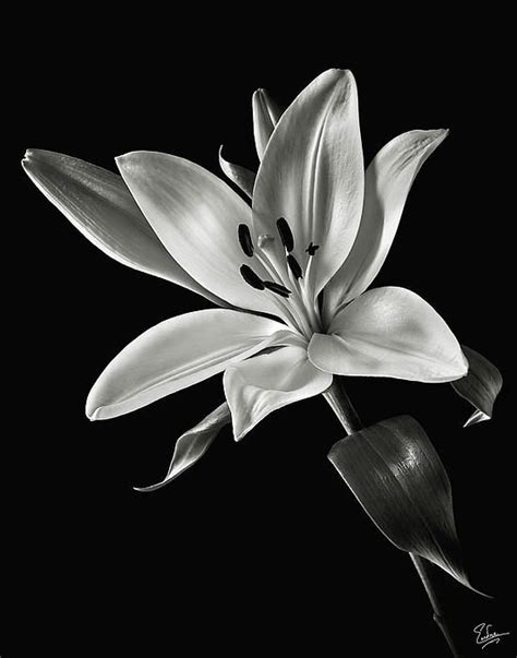 Product details the canvas to create this stretched canvas print, we white calla lilies are grown in the cool climates of colombia and ecuador and make wonderful flowers for bouquets, centerpieces, and popular arrangements. Yellow Tiger Lily in Black and White | Black and white ...