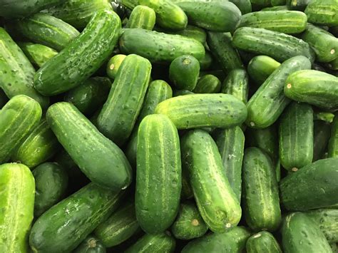 Cucumber Cucumis Sativus Is A Widely Cultivated Plant In The Gourd