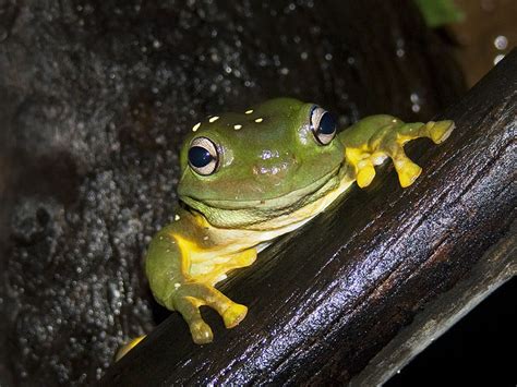 Splendid Tree Frog Facts And Pictures