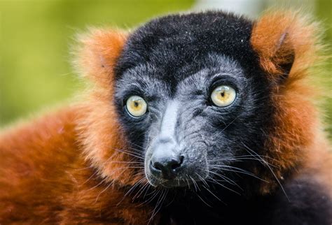 Red Ruffed Lemur Paradise Wildlife Park