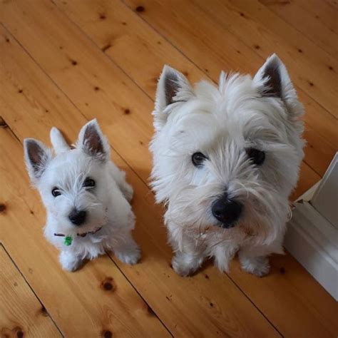 Westie Moments On Instagram Sister From Another Mister 📸