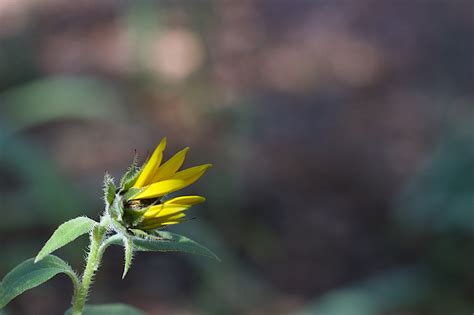 Free Images Nature Blossom Sunlight Leaf Flower Petal Green