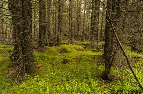 Forest Floor Greenery - PentaxForums.com