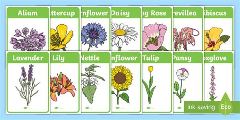 Flower Identification Display Posters Identify Garden Plants