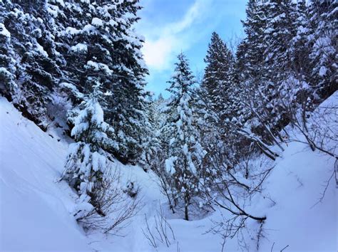 Evergreen Forest In Winter Picture Image 84933107